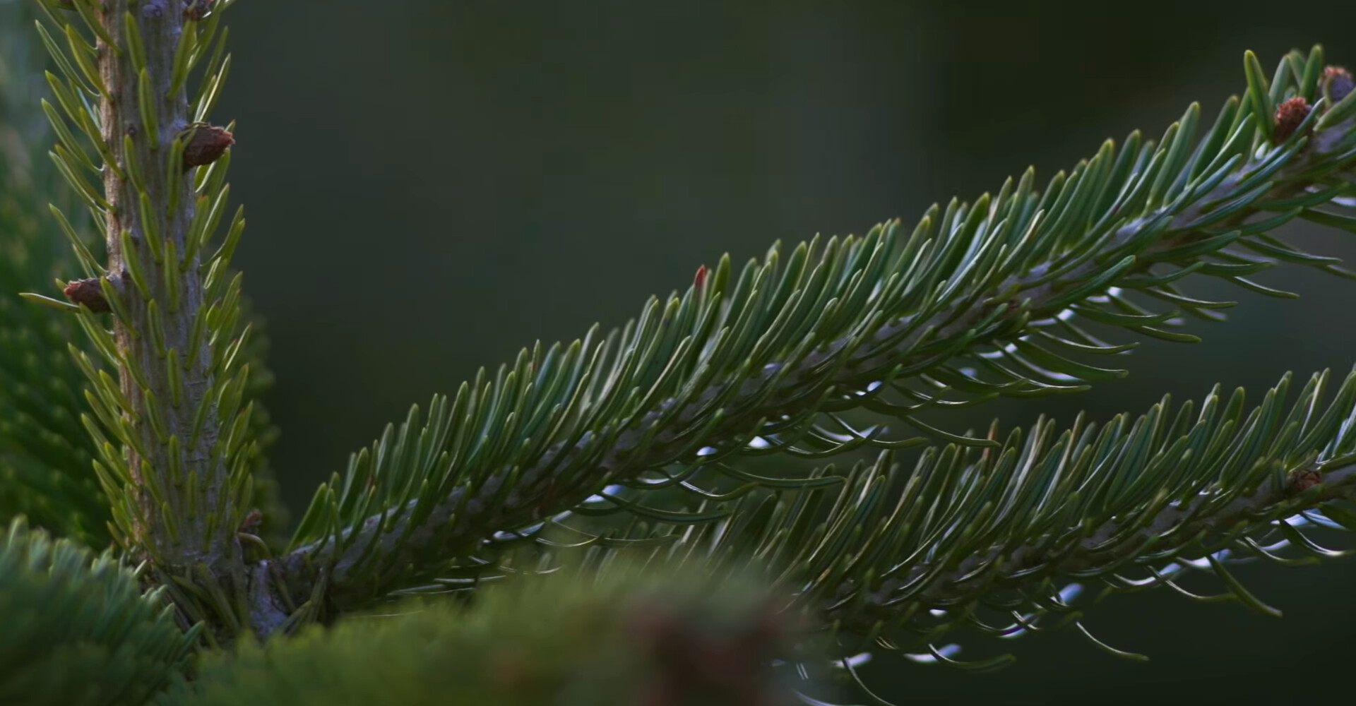 The most beautiful Nordmann Christmas trees in Brussels